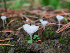 Hemimycena ignobilis