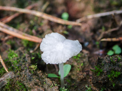 Hemimycena ignobilis