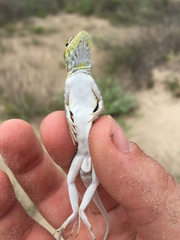 Holbrookia propinqua
