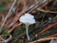 Hemimycena ignobilis