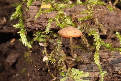 Pluteus seticeps