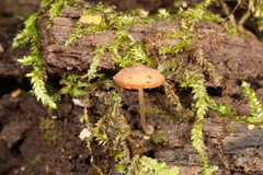 Pluteus seticeps
