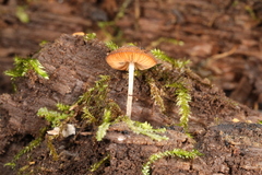 Pluteus seticeps