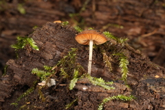 Pluteus seticeps
