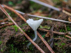 Hemimycena ignobilis