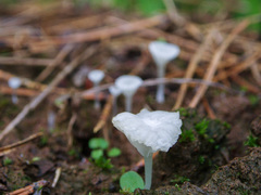 Hemimycena ignobilis