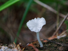 Hemimycena ignobilis