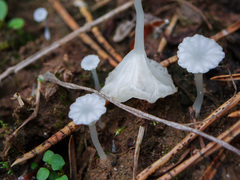 Hemimycena ignobilis
