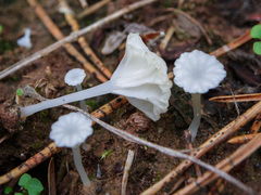 Hemimycena ignobilis
