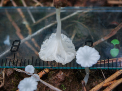 Hemimycena ignobilis