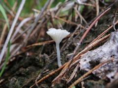 Hemimycena ignobilis