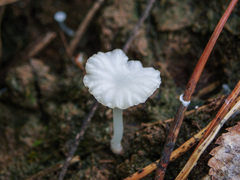Hemimycena ignobilis