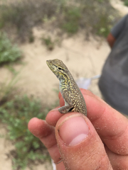 Holbrookia propinqua