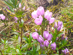 Gentianella foliosa