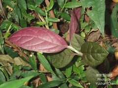 Achyranthes longifolia