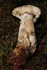 Hypomyces chlorinigenus
