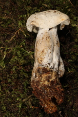 Hypomyces chlorinigenus