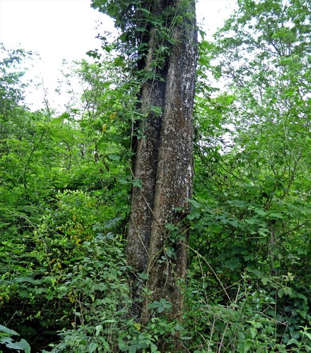 Phyllostylon rhamnoides (Phyllostylon rhamnoides)
