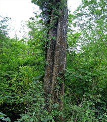 Phyllostylon rhamnoides