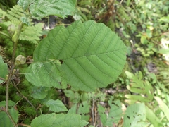 Dasineura serrulatae