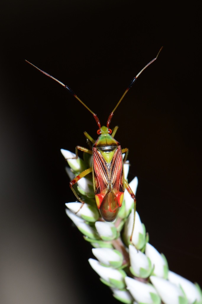 Pseudopantilius