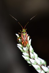 Pseudopantilius australis