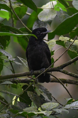 Cephalopterus glabricollis