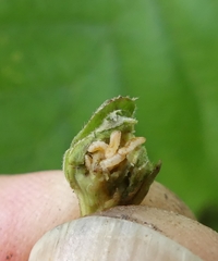 Dasineura serrulatae