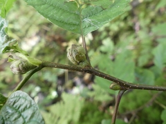 Dasineura serrulatae