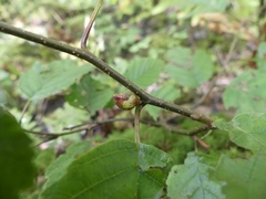 Dasineura serrulatae