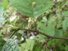 Dasineura serrulatae