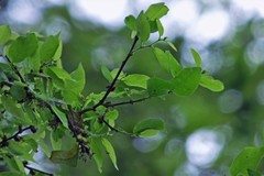 Phyllostylon rhamnoides