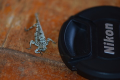 Dissonulichen hebardi