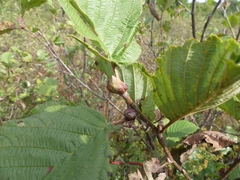 Dasineura serrulatae
