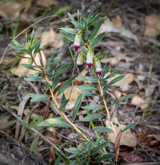 Conostephium pendulum