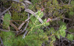 Adenanthos meisneri