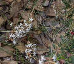 Lysinema ciliatum