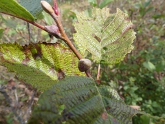 Dasineura serrulatae