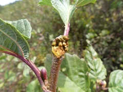 Dasineura serrulatae