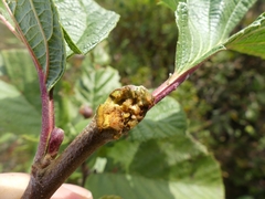 Dasineura serrulatae