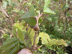 Dasineura serrulatae