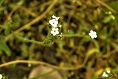 Plagiobothrys tenellus