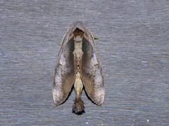 Crinodes fuscipennis