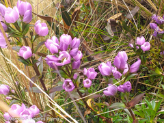 Gentianella foliosa