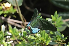 Papilio karna