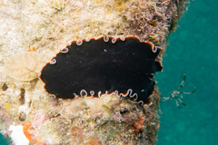 Callioplana marginata