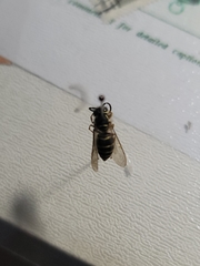 Vespula flaviceps