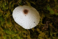 Leucocoprinus brebissonii