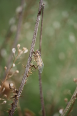 Cicadatra platyptera