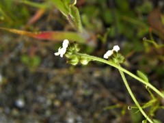Plagiobothrys tenellus